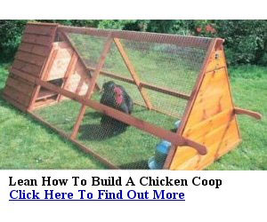 How To Build A Chicken Coop How To Build A Chicken Coop