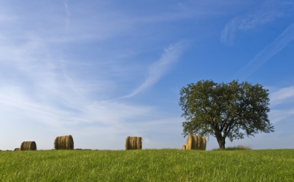 tree_hay