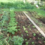 vegetable gardens 2