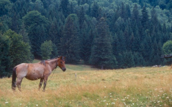 #pb_slideshow_caption-1-2 Horses on the farm