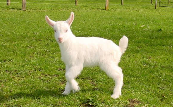 #pb_slideshow_caption-1-3 animal-040