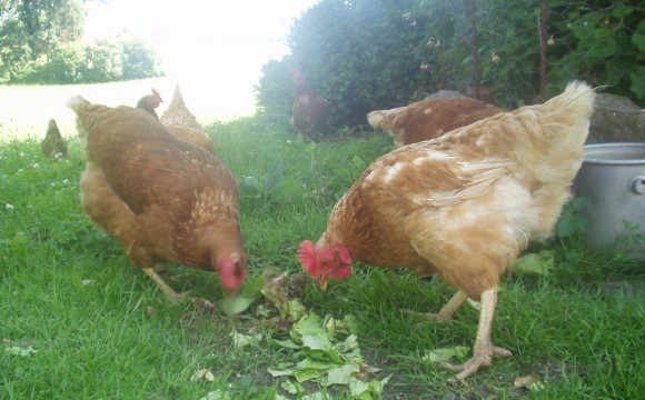 chickens on the homestead