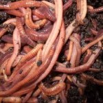 worm farming