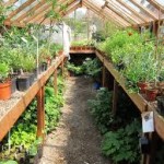 homesteading solar greenhouse
