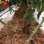 hydroponic garden