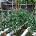 hydroponics farming