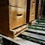 Homesteading bee boxes