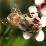 homesteading bees