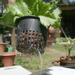 Aquaponics growing system