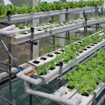 hydroponics