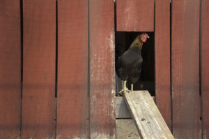 Homesteading chicken coop