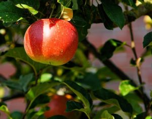 Caring for your fruit trees