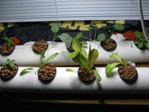 easy hydroponics