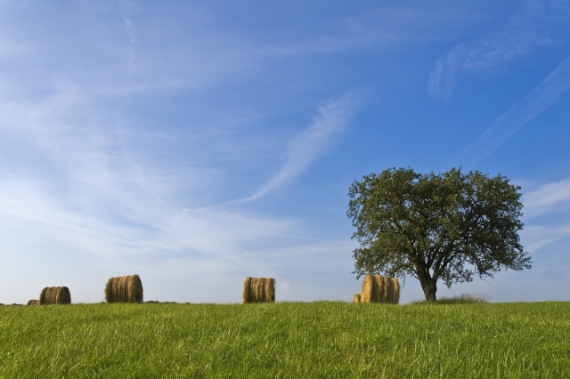 Stacked hay bales in barn