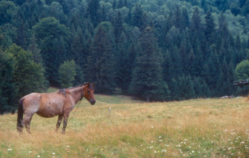 The Art of Self-Reliance: How to Trust Yourself and Thrive