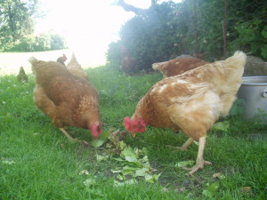 chickens on the homestead