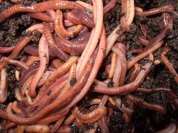 Great Tips for the Homestead Worm Farming Adverture