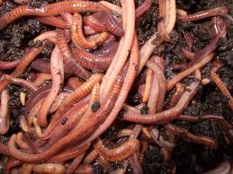 worm farming