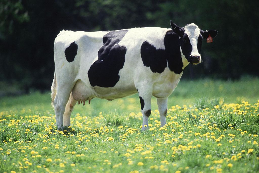 Raising a Homesteading Dairy Cow