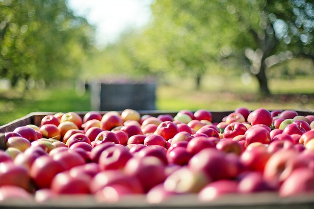 Starting an Orchard on your Homestead