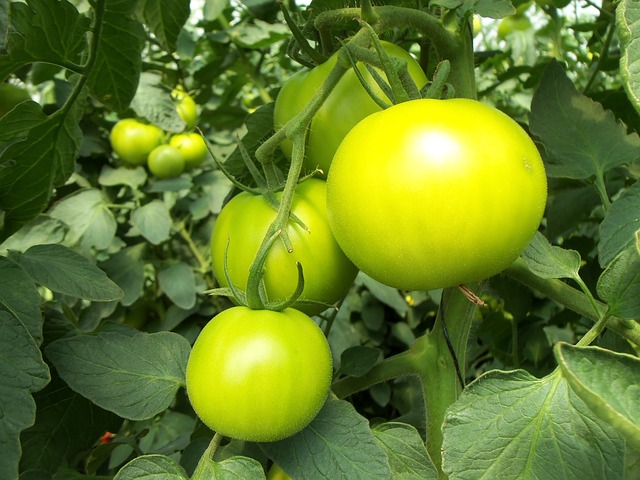 Five proven steps to growing healthy tomatoes