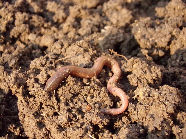 Where to Find Worms for Worm Farming