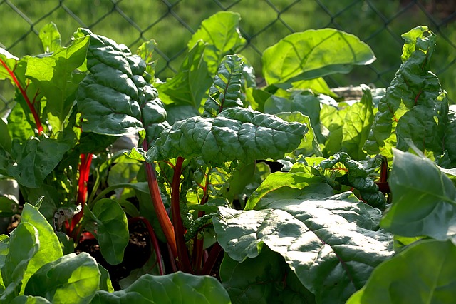 Tips to Make Your Fresh Greens Stay Fresh Longer