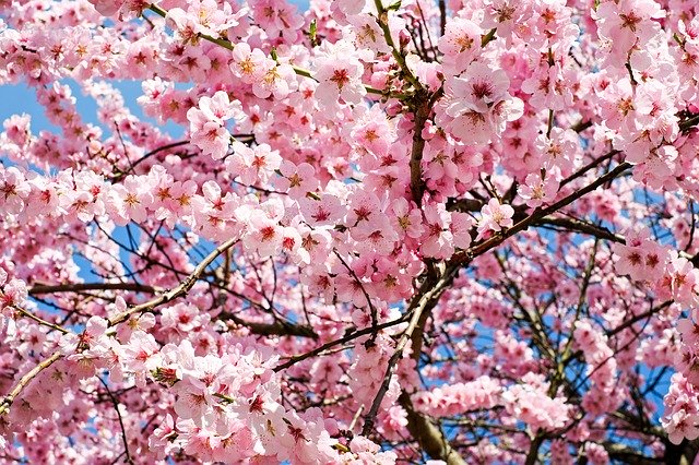Benefits of Planting Flowering Tree on Your Homestead