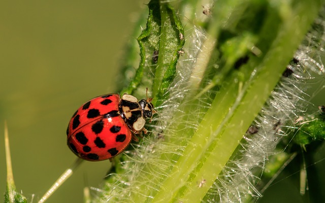 Organic Pest Control Options for Your Garden