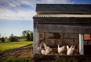 Why use a small chicken coop over a larger one?
