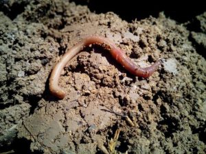 worm farm