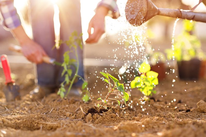 How To Start A Homestead Farm