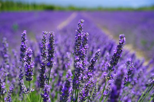 Some Herbs Homesteaders Can Grow For Home Medicine