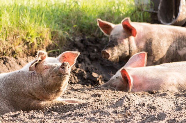 The Easy Way to Raise Pigs on Your Homestead