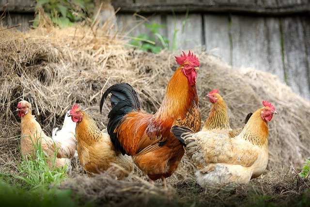 Raising Chickens Is an Easy Source of Protein