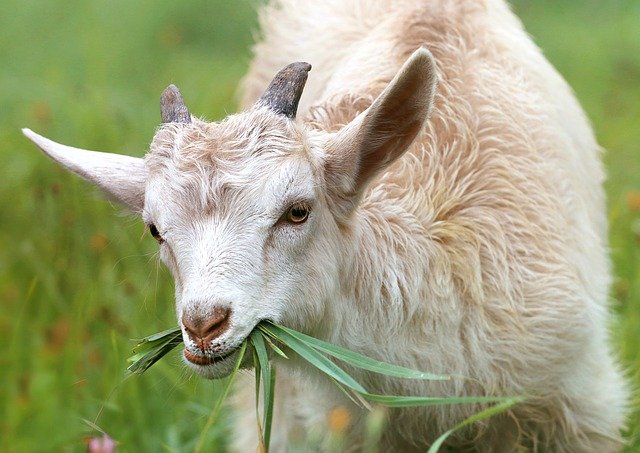 Practical Ways Your Homestead Goats Can Help