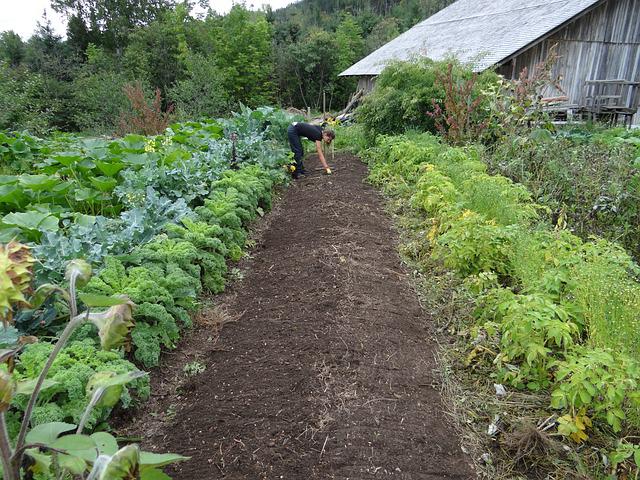 Advice For Growing A Better Organic Garden