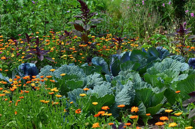 How To Increase Your Crop Yields In Your Homestead Garden