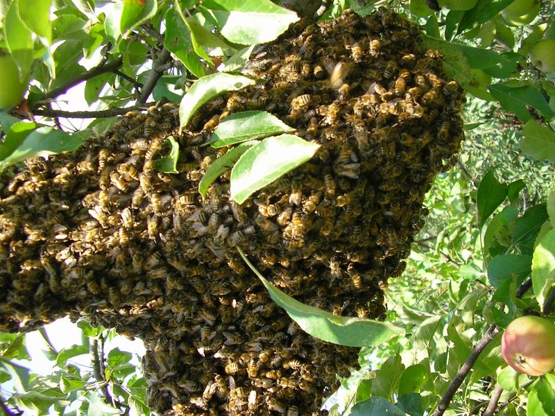 Beekeeping – Why Keep Bees On the Homestead?