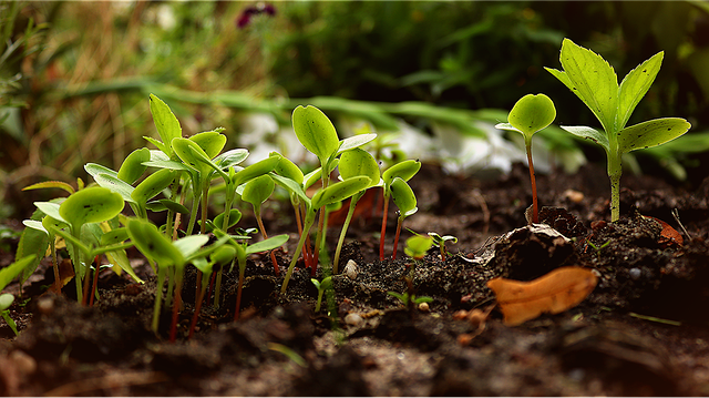 Homesteaders Growing a Permaculture Garden