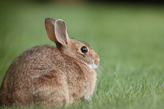 Rabbits Can Be a Good Food Source on The Homestead