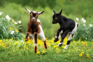 baby goats small