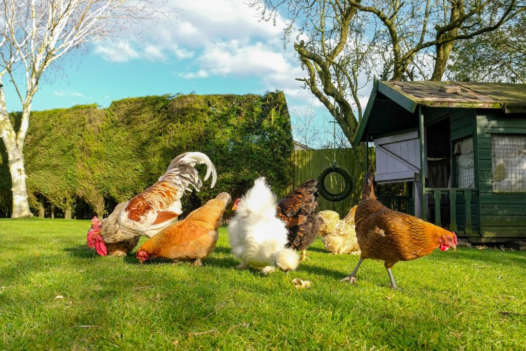 free-range chickens, small livestock