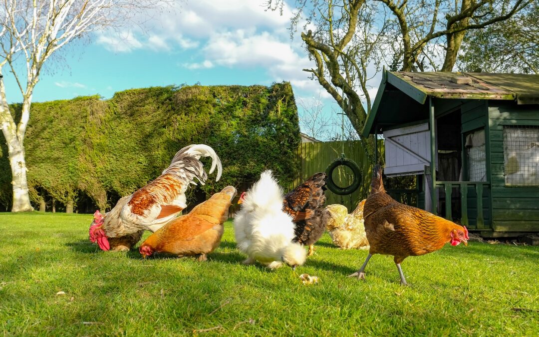free-range chickens, small livestock