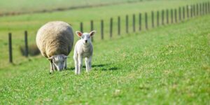 sheep small