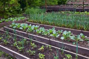 raised bed sm