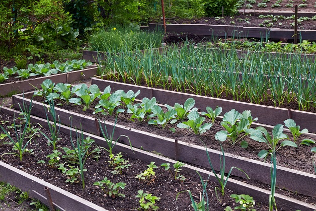 What are Benefits of Growing Organic Vegetables Using Raised Beds 