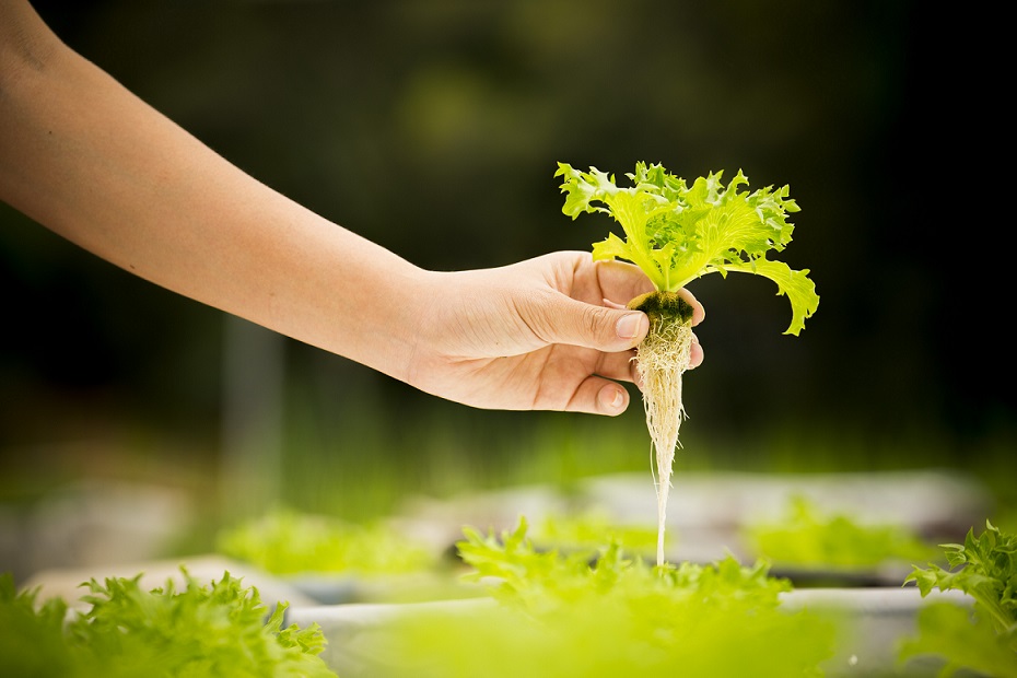 Homesteading Hydroponic Gardening