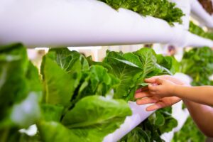 hydroponic2 sm