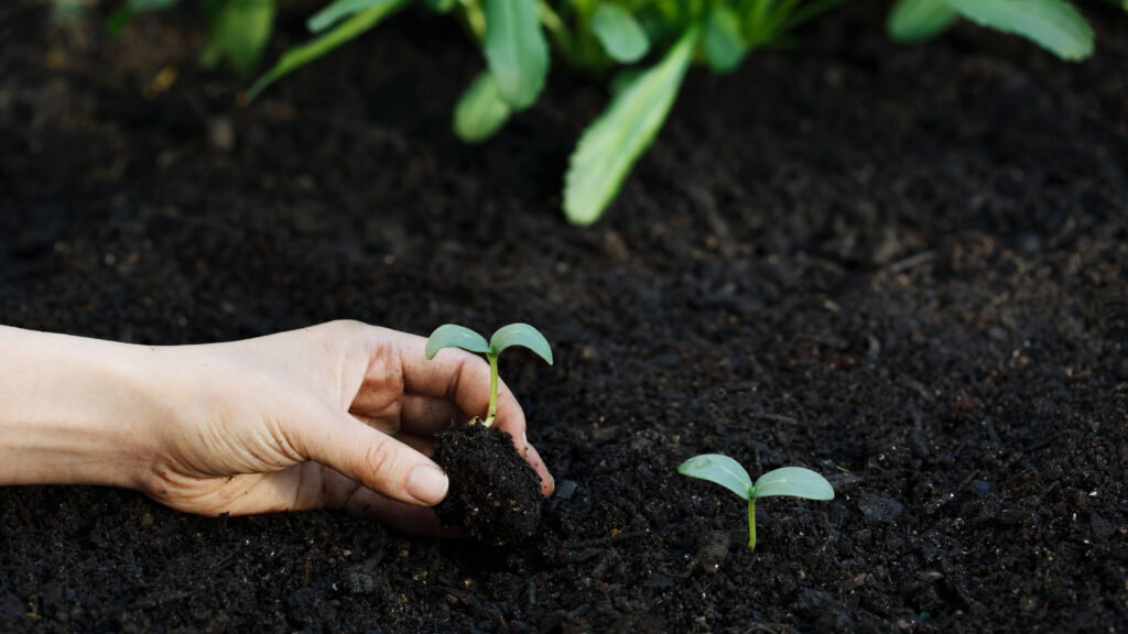 graphicstock hand planting a young cucumber plant in the garden rtCkqxzdb